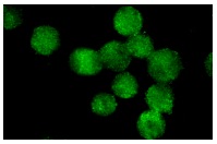  Cdc27 (H-300): sc-5618. Immunofluorescence staining of methanol-fixed K-562 cells showing nuclear staining.