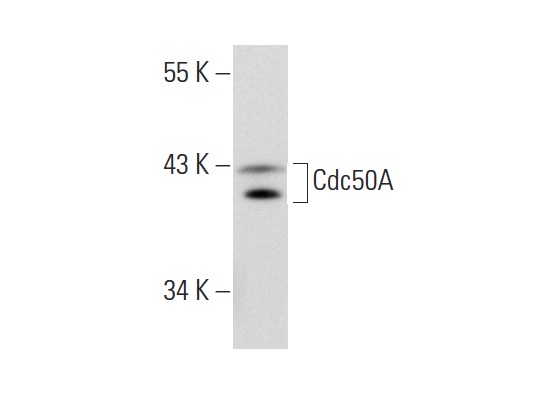  Cdc50A (X-24): sc-133449. Western blot analysis of Cdc50A expression in 293T whole cell lysate.