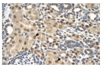  Cdc50A (X-24): sc-133449. Immunoperoxidase staining of formalin-fixed, paraffin-embedded human kidney tissue showing nuclear and cytoplasmic localization.