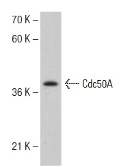  Cdc50A (X-24): sc-133449. Western blot analysis of Cdc50A expression in Hep G2 whole cell lysate.