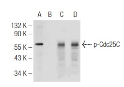  Western blot analysis of Cdc25C phosphorylation in untreated (A, C), and lambda protein phosphatase treated (B, D) HeLa whole cell lysates. Antibodies tested include p-Cdc25C (Ser 216)-R: sc-12354-R (A, C) and Cdc25C (C-20): sc-327 (B, D).