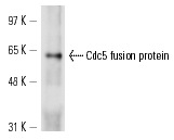  Cdc5 (y-300): sc-33625. Western blot analysis of yeast recombinant Cdc5 fusion protein.