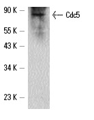  Cdc5 (yN-19): sc-6732. Western blot analysis of Cdc5 expression in S. cerevisiae whole cell lysate.