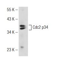  Cdc2 p34 (Y100.4): sc-53217. Western blot analysis of Cdc2 p34 expression in HeLa whole cell lysate.