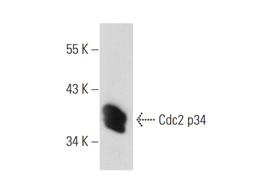  Cdc2 p34 (Y100.4): sc-53217. Western blot analysis of Cdc2 p34 expression in HeLa whole cell lysate.