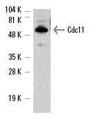  Cdc11 (y-415): sc-7170. Western blot analysis of Cdc11 expression in S. cerevisiae whole cell lysate.