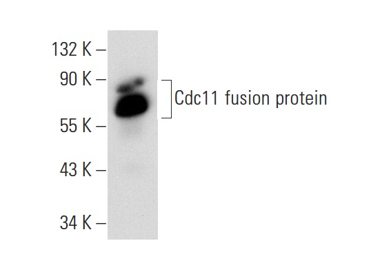  Cdc11 (C-9): sc-166271. Western blot analysis of yeast recombinant Cdc11 fusion protein (Rp 307).