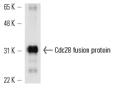  Cdc28 (y-40): sc-28550. Western blot analysis of yeast recombinant Cdc28 fusion protein.