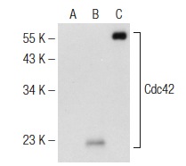  Cdc42 (yC-19): sc-6793. Western blot analysis of Cdc42 expression in non-transfected: sc-117752 (A) and human Cdc42 transfected: sc-110467 (B) 293T whole cell lysates and yeast recombinant Cdc42 (C).