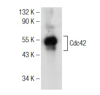  Cdc42 (y-191): sc-7172. Western blot analysis of yeast recombinant Cdc42.