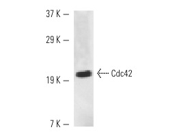  Cdc42 (cC-17): sc-9280. Western blot analysis of Cdc42 expression in C. elegans  extract. 