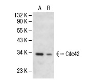  Cdc42 (cC-17): sc-9280. Western blot analysis of Cdc42 expression in non-transfected: sc-117752 (A) and human Cdc42 transfected: sc-110467 (B) 293T whole cell lysates.