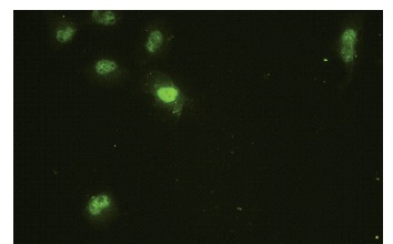  Cdc2L5 (ZZ08): sc-81837. Immunofluorescence staining of paraformaldehyde-fixed HeLa cells showing nuclear localization.