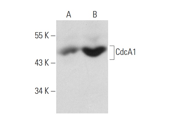  CdcA1 (E-6): sc-271251. Western blot analysis of CdcA1 expression in HeLa (A) and T24 (B) whole cell lysates.