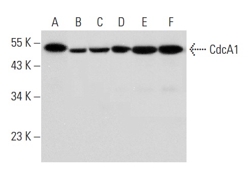  CdcA1 (E-6): sc-271251. Western blot analysis of CdcA1 expression in HEK293 (A), PC-3 (B) and Hep G2 (C) whole cell lysates and HeLa (D), Jurkat (E) and K-562 (F) nuclear extracts.