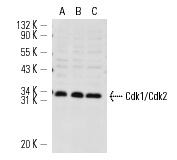  Cdk1/Cdk2 (AN21.2): sc-53219. Western blot analysis of Cdk1/Cdk2 expression in K-562 (A), HeLa (B) and NAMALWA (C) whole cell lysates.