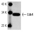  Cdk4 (DCS-35): sc-23896. Western blot analysis of Cdk4 expression in MCF7 whole cell lysate.