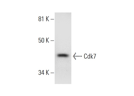  Cdk7 (G-5): sc-393308. Western blot analysis of Cdk7 expression in HeLa whole cell lysate.