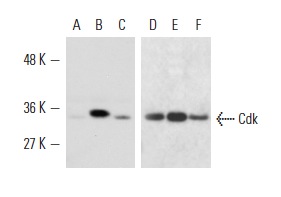  Western blot analysis of Cdk2 phosphorylation in HeLa (A,D), nocodazole-treated HeLa (B,E) and serum starved HeLa (C,F) whole cell lysates. Antibodies tested include phospho-specific antibody, p-Cdk2 (Thr14/Tyr15)-R: sc-28435-R (A,B,C) and control antibody, Cdk2 (D-12): sc-6248 (D,E,F).