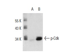  p-Cdk-R (Thr14/Tyr15)-R: sc-28435-R. Western blot analysis of Cdk phosphorylation in untreated (A) and Nocodazale-treated (B) HeLa whole cell lysates. 