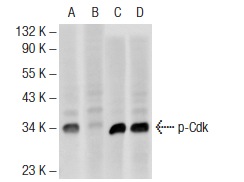  Western blot analysis of Cdk phosphorylation in untreated (A, C) and lambda protein phosphatase treated (B, D) HeLa whole cell lysates. Antibodies tested include p-Cdk (Thr14/Tyr15)-R: sc-28435-R (A, B) and Cdk2 (D-12): sc-6248 (C, D).