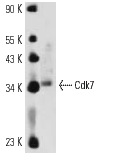  Cdk7 (dV-15): sc-22119. Western blot analysis of Cdk7 expression in Schneiders Drosophila line 2 whole cell lysate.