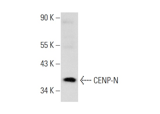  CENP-N (P-17): sc-69152. Western blot analysis of CENP-N expression in HeLa nuclear extract.