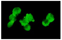  Chk2 (S-19): sc-8814. Immunofluorescence staining of methanol-fixed WEHI-231 cells showing nuclear localization.