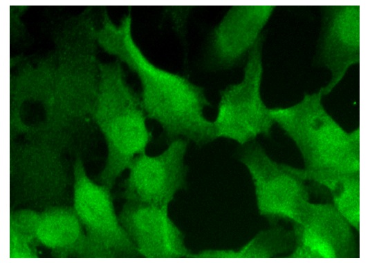  Cks1/2 (F-12): sc-376663. Immunofluorescence staining of formalin-fixed HepG2 cells showing nuclear and cytoplasmic localization.