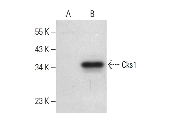  Cks1/2 (D-19): sc-12986. Western blot analysis of Cks1 expression in non-transfected: sc-117752 (A) and human Cks1 transfected: sc-171279 (B) 293T whole cell lysates.