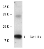  Cks1/2 (FL-79): sc-6238. Western blot analysis of His-tagged human recombinant Cks1.