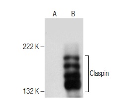  Claspin (B-6): sc-376773. Western blot analysis of Claspin expression in non-transfected: sc-117752 (A) and mouse Claspin transfected: sc-125137 (B) 293T whole cell lysates.