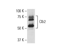  Clb2 (y-180): sc-9071. Western blot analysis of Clb2 expression in yeast extract.