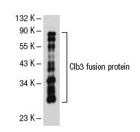  Clb3 (C-2): sc-136983. Western blot analysis of yeast recombinant Clb3 fusion protein.