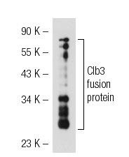  Clb3 (D-10): sc-136984. Western blot analysis of yeast recombinant Clb3 fusion protein.