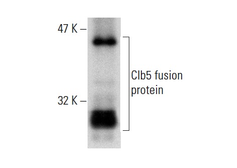  Clb5 (y-140): sc-20170. Western blot analysis of yeast recombinant Clb5 fusion protein.