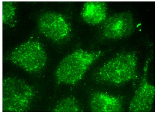  CTF18 (F-1): sc-374632. Immunofluorescence staining of methanol-fixed HeLa cells showing nuclear localization.