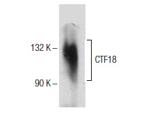  CTF18 (B-7): sc-376074. Western blot analysis of CTF18 expression in HT-1080 whole cell lysate.