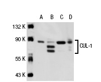  CUL-1 (AS97): sc-12761. Western blot analysis of CUL-1 expression in non-transfected 293: sc-110760 (A), mouse CUL-1 transfected 293: sc-117749 (B), HeLa (C) and JAR (D) whole cell lysates.