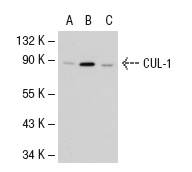  CUL-1 (AS97): sc-12761. Western blot analysis of CUL-1 expression in non-transfected 293T: sc-117752 (A), mouse CUL-1 transfected 293T: sc-119515 (B) and HeLa (C) whole cell lysates.