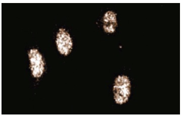  CUL-3 (3): sc-136285. Immunofluorescence staining of human endothelial cells showing nuclear localization.