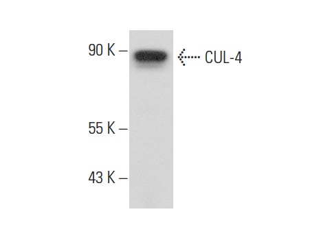  CUL-4 (C-19): sc-8557. Western blot analysis of CUL-4 expression in rat liver tissue extract.