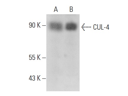  CUL-4 (C-19): sc-8557. Western blot analysis of CUL-4 expression in PC-12 (A) and HeLa (B) whole cell lysates.