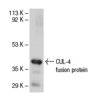  CUL-4 (H-66): sc-10782. Western blot analysis of human recombinant CUL-4 fusion protein.