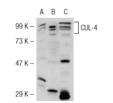  CUL-4 (H-66): sc-10782. Western blot analysis of CUL-4 expression in non-transfected 293T: sc-117752 (A), mouse CUL-4 transfected 293T: sc-119519 (B) and PC-12 (C) whole cell lysates.