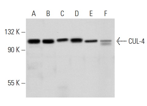  CUL-4 (H-66): sc-10782. Western blot analysis of CUL-4 expression in HeLa (A), MCF7 (B), A549 (C), HEK293 (D) and Jurkat (E) whole cell lysates and mouse testis tissue extract (F).