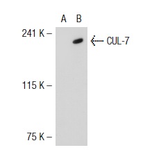  CUL-7 (AB13): sc-53809. Western blot analysis of CUL-7 expression in non-transfected: sc-117752 (A) and human CUL-7 transfected: sc-115286 (B) 293T whole cell lysates.