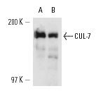  CUL-7 (AB38): sc-53810. Western blot analysis of CUL-7 expression in U-2 OS (A) and T98G (B) whole cell lysates.