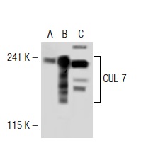  CUL-7 (AB38): sc-53810. Western blot analysis of CUL-7 expression in non-transfected 293T: sc-117752 (A), human CUL-7 transfected 293T: sc-115286 (B) and T98G (C) whole cell lysates.