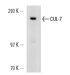  CUL-7 (C-15): sc-48461. Western blot analysis of CUL-7 expression in NIH/3T3 whole cell lysate.